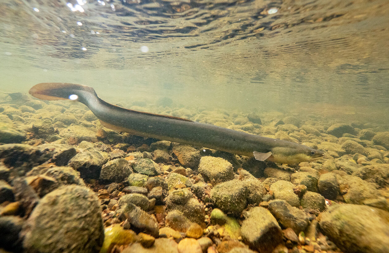 American eel